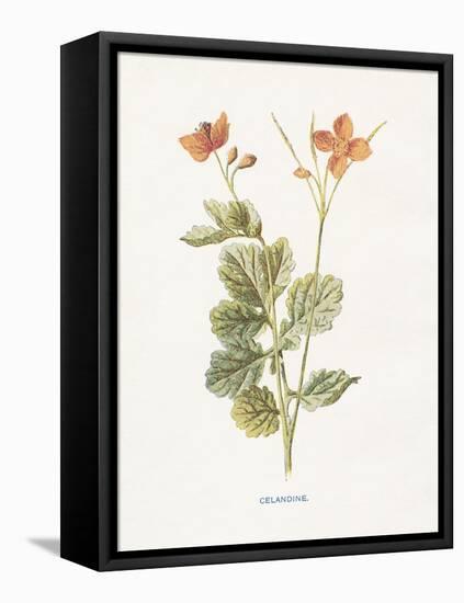 Celandine-Gwendolyn Babbitt-Framed Stretched Canvas