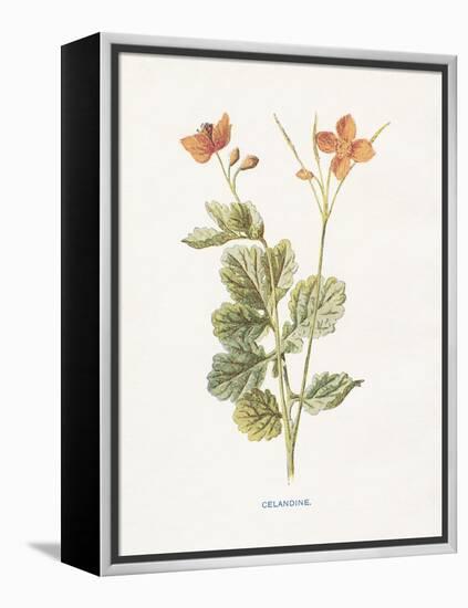 Celandine-Gwendolyn Babbitt-Framed Stretched Canvas