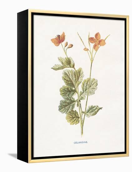 Celandine-Gwendolyn Babbitt-Framed Stretched Canvas