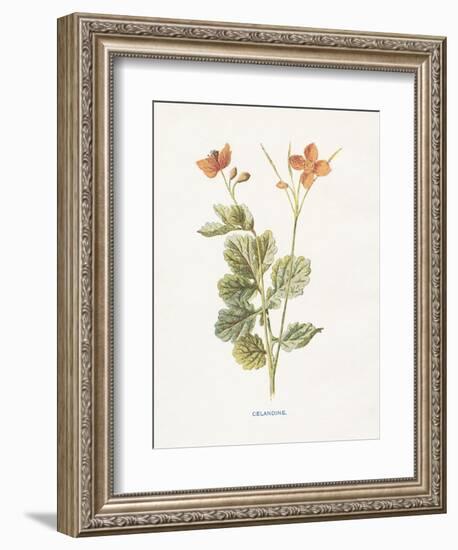 Celandine-Gwendolyn Babbitt-Framed Art Print