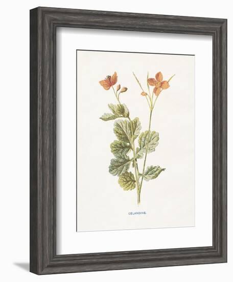 Celandine-Gwendolyn Babbitt-Framed Art Print