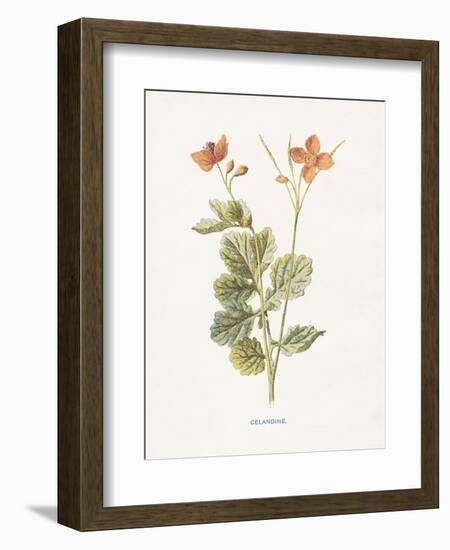 Celandine-Gwendolyn Babbitt-Framed Art Print