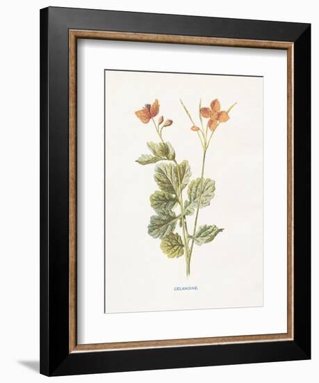 Celandine-Gwendolyn Babbitt-Framed Art Print