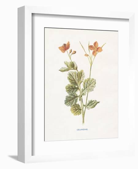 Celandine-Gwendolyn Babbitt-Framed Art Print