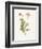 Celandine-Gwendolyn Babbitt-Framed Art Print