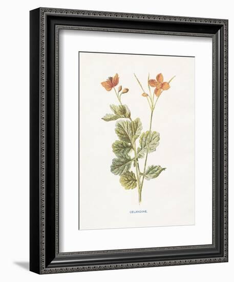 Celandine-Gwendolyn Babbitt-Framed Art Print