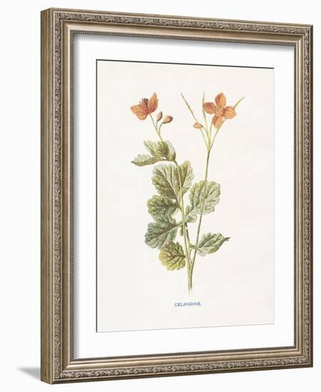 Celandine-Gwendolyn Babbitt-Framed Art Print