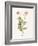 Celandine-Gwendolyn Babbitt-Framed Art Print