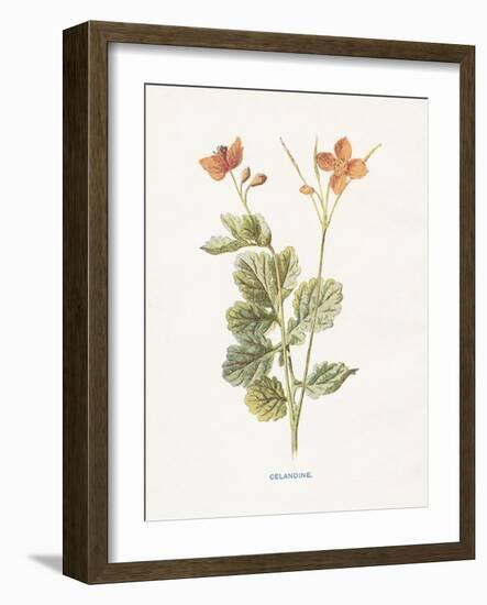 Celandine-Gwendolyn Babbitt-Framed Art Print