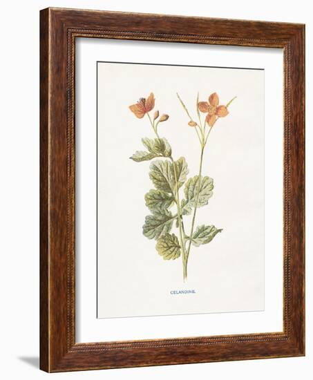 Celandine-Gwendolyn Babbitt-Framed Art Print