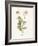 Celandine-Gwendolyn Babbitt-Framed Art Print