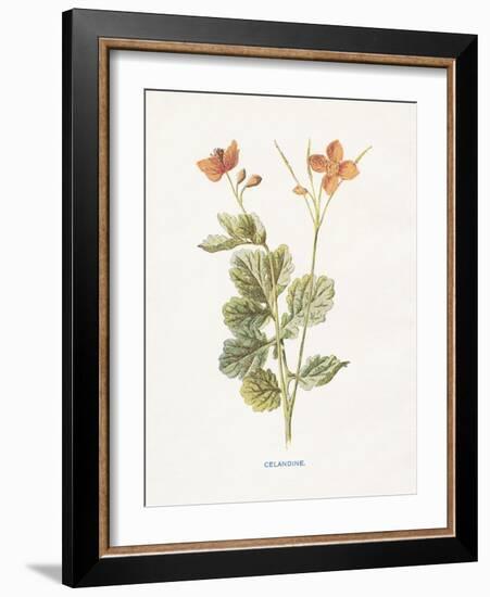 Celandine-Gwendolyn Babbitt-Framed Art Print