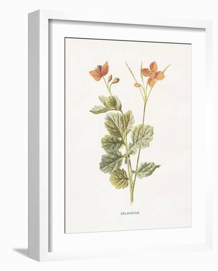 Celandine-Gwendolyn Babbitt-Framed Art Print