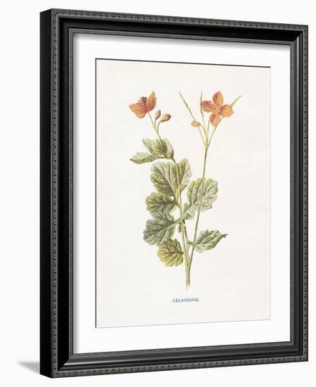 Celandine-Gwendolyn Babbitt-Framed Art Print