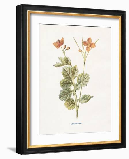 Celandine-Gwendolyn Babbitt-Framed Art Print