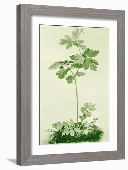 Celandine-Albrecht Dürer or Duerer-Framed Giclee Print