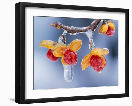 Celastrus Orbiculatus-null-Framed Photographic Print