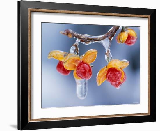 Celastrus Orbiculatus-null-Framed Photographic Print