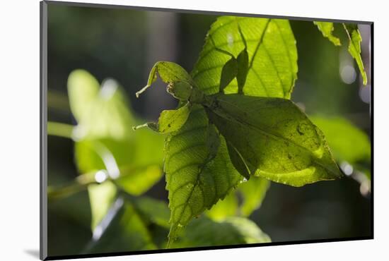 Celebes Leaf Insect (Phyllium Celebicum) Philippines-Mark Macewen-Mounted Photographic Print