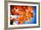 Celebrate Autumn-Philippe Sainte-Laudy-Framed Photographic Print