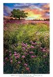 Quiet Morning-Celebrate Life Gallery-Stretched Canvas