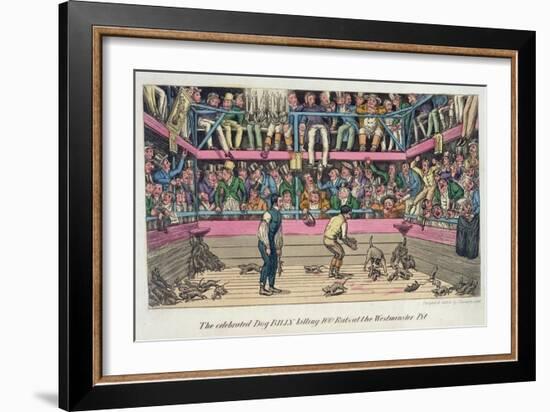 Celebrated Dog Billy Killing 100 Rats at Westminster Pit, c.1825-Theodore Lane-Framed Giclee Print