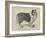 Celebrated Dogs, Charlemagne-Louis Wain-Framed Giclee Print