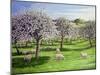 Celebration of Apple Blossom in Somerset, 2004-Liz Wright-Mounted Giclee Print