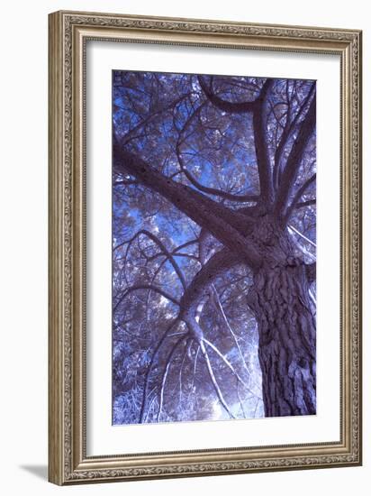 Celebration Tree, Infrared, Oakland, California-Vincent James-Framed Photographic Print