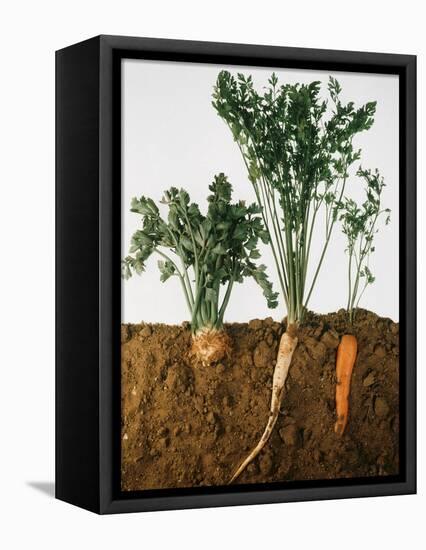 Celeriac, Parsley, Carrot (In Soil, Root and Leaves Visible)-Sheffer Visual Photos-Framed Premier Image Canvas