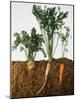 Celeriac, Parsley, Carrot (In Soil, Root and Leaves Visible)-Sheffer Visual Photos-Mounted Photographic Print