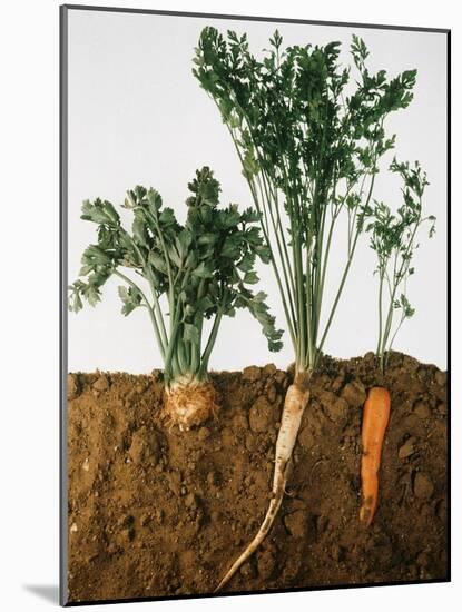 Celeriac, Parsley, Carrot (In Soil, Root and Leaves Visible)-Sheffer Visual Photos-Mounted Photographic Print