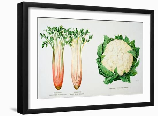 Celery and Broccoli, Illustration from 'Harrisons' Seed Catalogue', C.1900-null-Framed Giclee Print