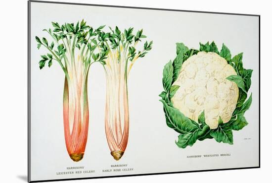 Celery and Broccoli, Illustration from 'Harrisons' Seed Catalogue', C.1900-null-Mounted Giclee Print