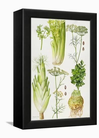 Celery, Fennel, Dill and Celeriac-Elizabeth Rice-Framed Premier Image Canvas