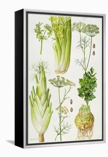Celery, Fennel, Dill and Celeriac-Elizabeth Rice-Framed Premier Image Canvas