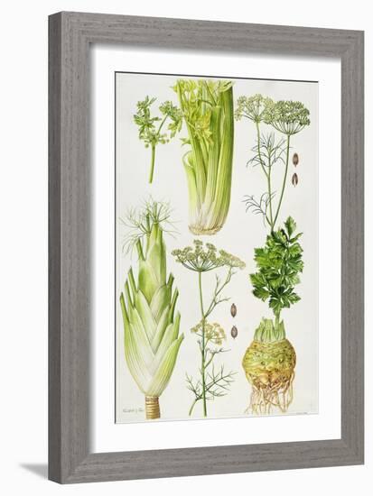 Celery, Fennel, Dill and Celeriac-Elizabeth Rice-Framed Giclee Print