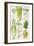 Celery, Fennel, Dill and Celeriac-Elizabeth Rice-Framed Giclee Print