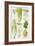 Celery, Fennel, Dill and Celeriac-Elizabeth Rice-Framed Giclee Print