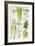 Celery, Fennel, Dill and Celeriac-Elizabeth Rice-Framed Giclee Print