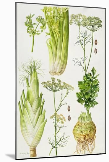 Celery, Fennel, Dill and Celeriac-Elizabeth Rice-Mounted Giclee Print