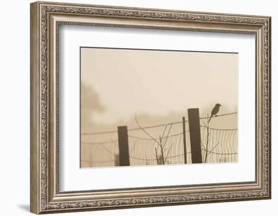 Celery Fields, Sarasota, Florida-Maresa Pryor-Framed Photographic Print