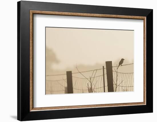 Celery Fields, Sarasota, Florida-Maresa Pryor-Framed Photographic Print