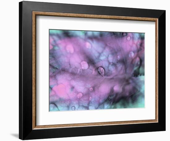 Celestial Dew Drops I-Eva Bane-Framed Photographic Print