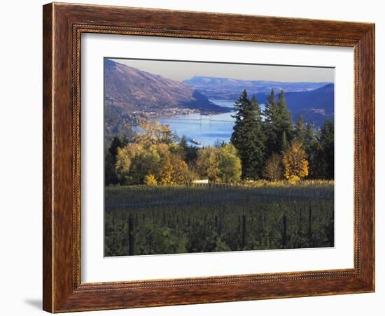 Celilo Vineyard, Columbia River Gorge, Washington, USA-Janis Miglavs-Framed Photographic Print