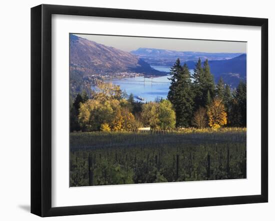 Celilo Vineyard, Columbia River Gorge, Washington, USA-Janis Miglavs-Framed Photographic Print