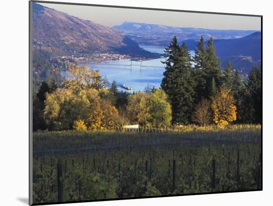 Celilo Vineyard, Columbia River Gorge, Washington, USA-Janis Miglavs-Mounted Photographic Print