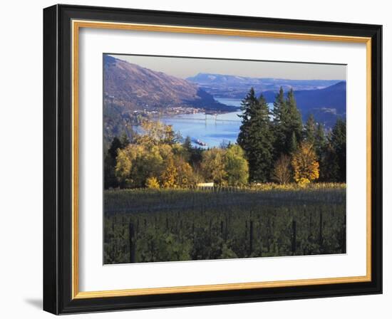 Celilo Vineyard, Columbia River Gorge, Washington, USA-Janis Miglavs-Framed Photographic Print