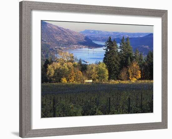 Celilo Vineyard, Columbia River Gorge, Washington, USA-Janis Miglavs-Framed Photographic Print