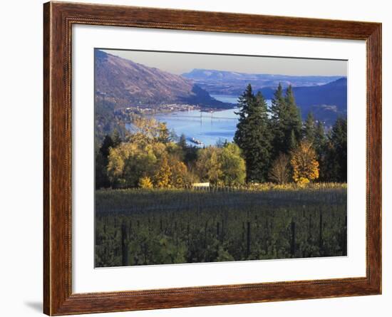 Celilo Vineyard, Columbia River Gorge, Washington, USA-Janis Miglavs-Framed Photographic Print